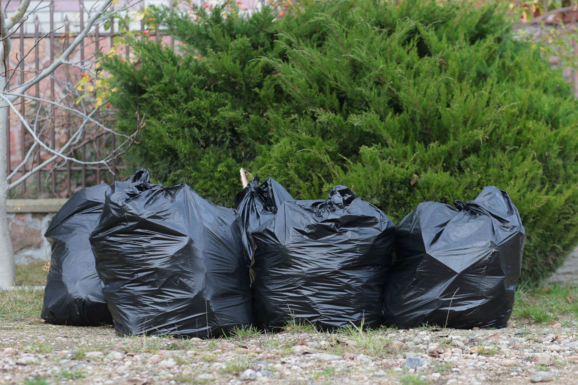 Black garbage bags piled in front of a green bush outdoors