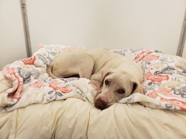 Dog Boarding and Kennels — Goldsboro, NC — Eli's Friends