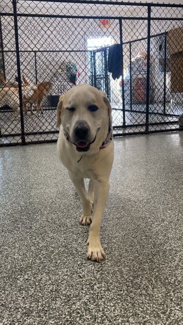 Dog Playing a Ball — Goldsboro, NC — Eli's Friends