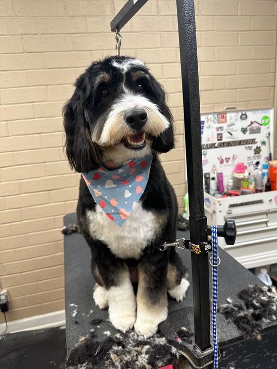 Dog Grooming — Goldsboro, NC — Eli's Friends