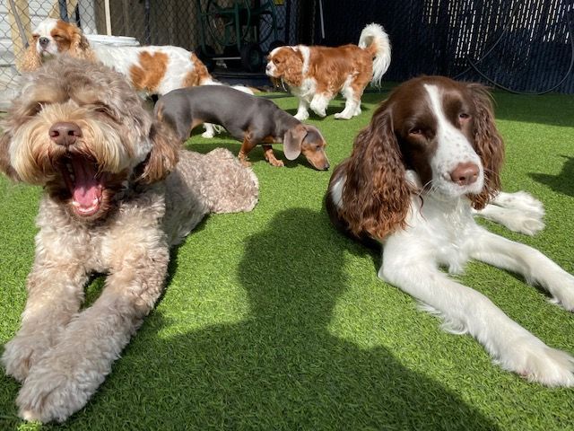 Dogs on Playing Time — Goldsboro, NC — Eli's Friends