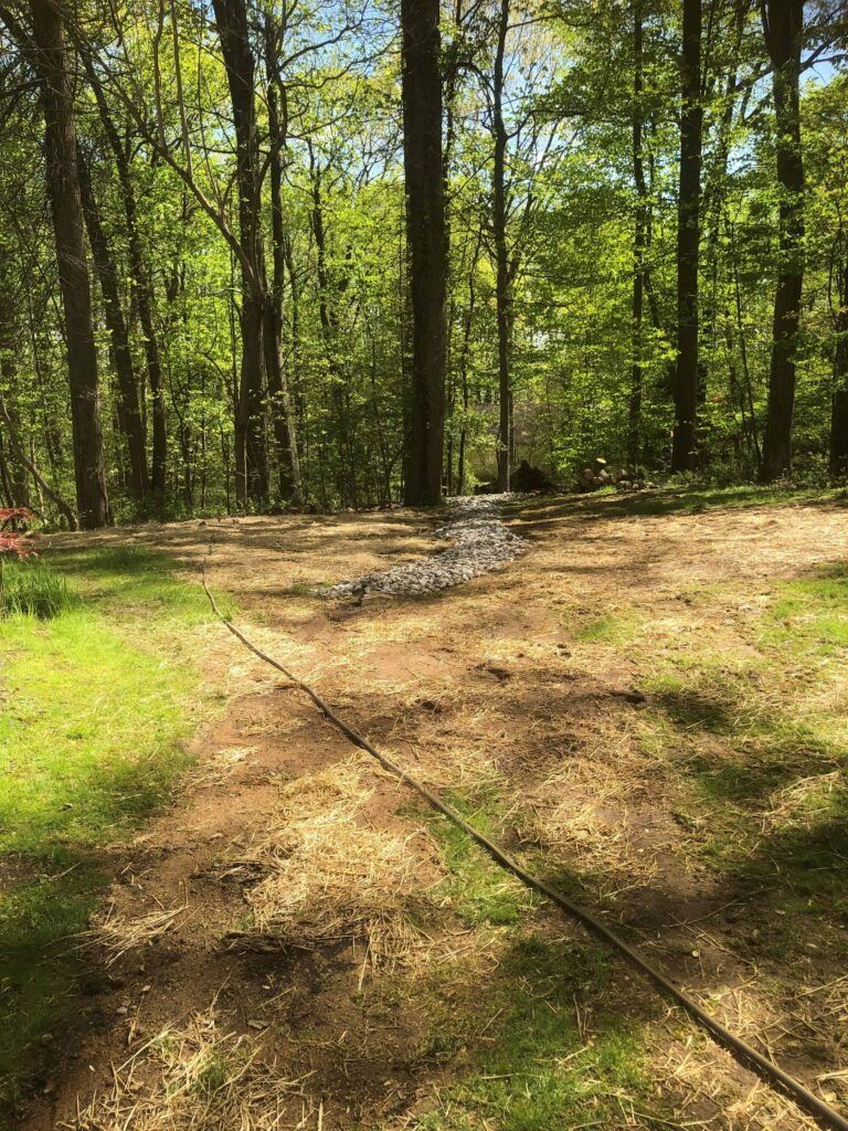 A path through a grassy area leading into a sunlit forest. Trees line both sides.