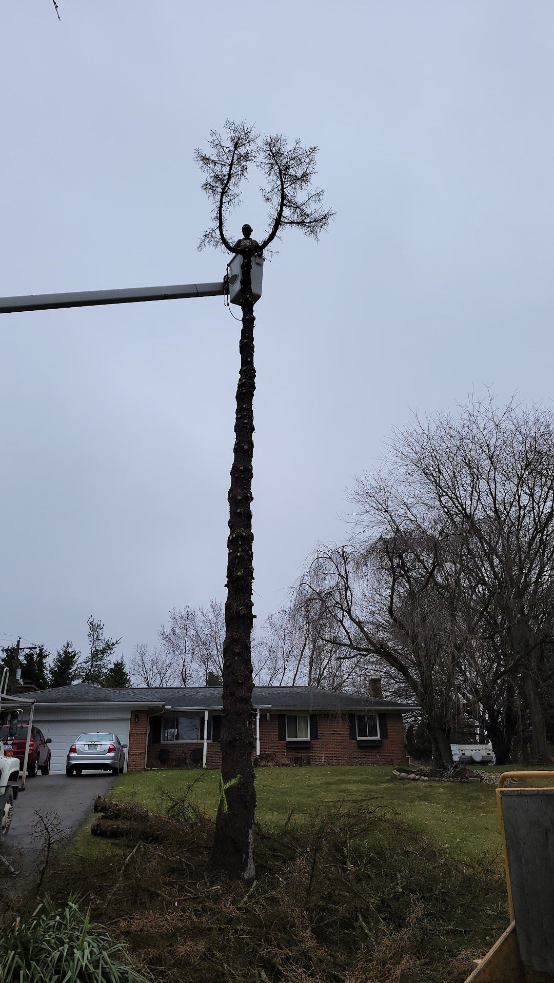 A tree is being cut down in front of a house.