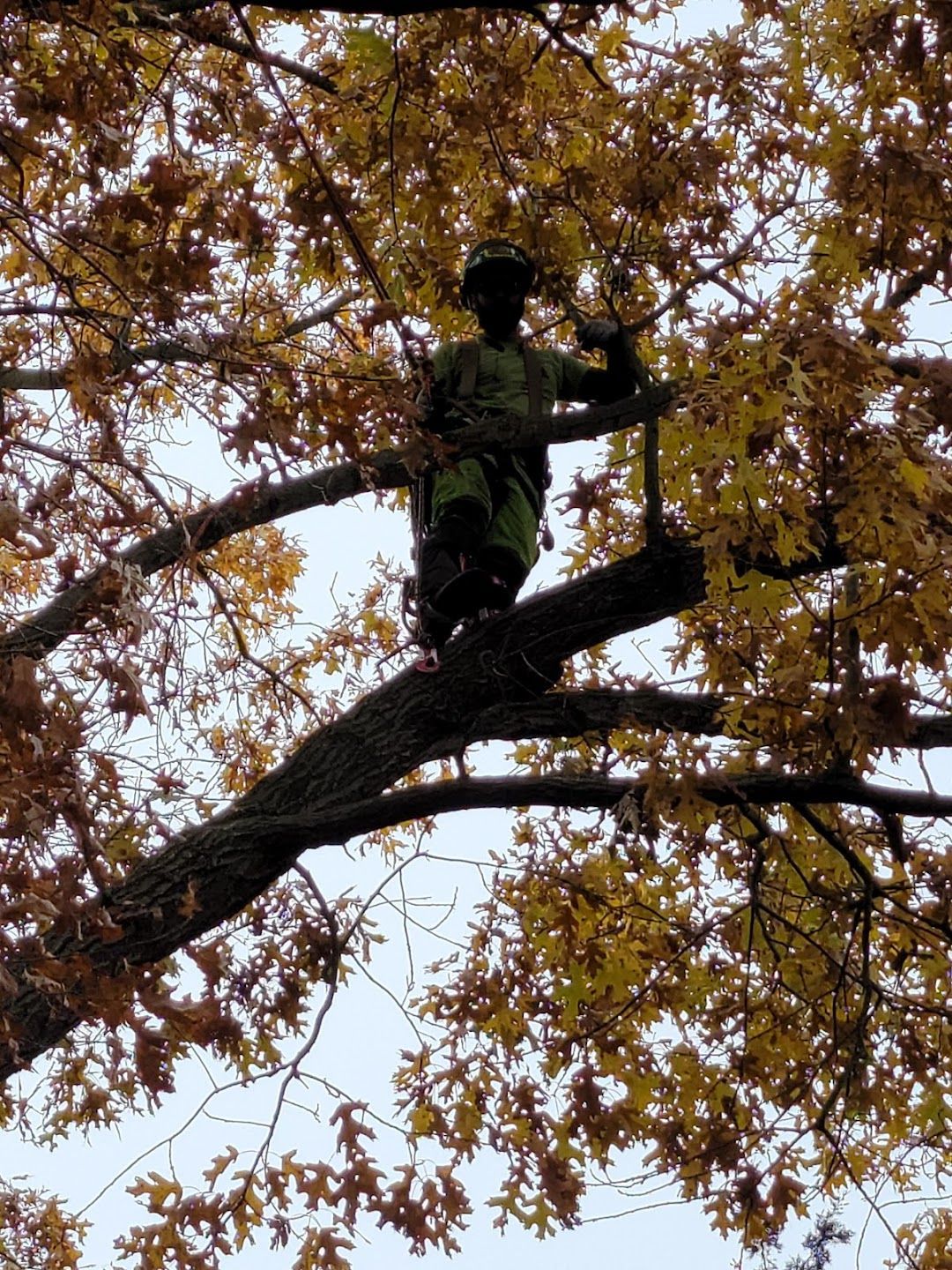 A man is standing on top of a tree branch.