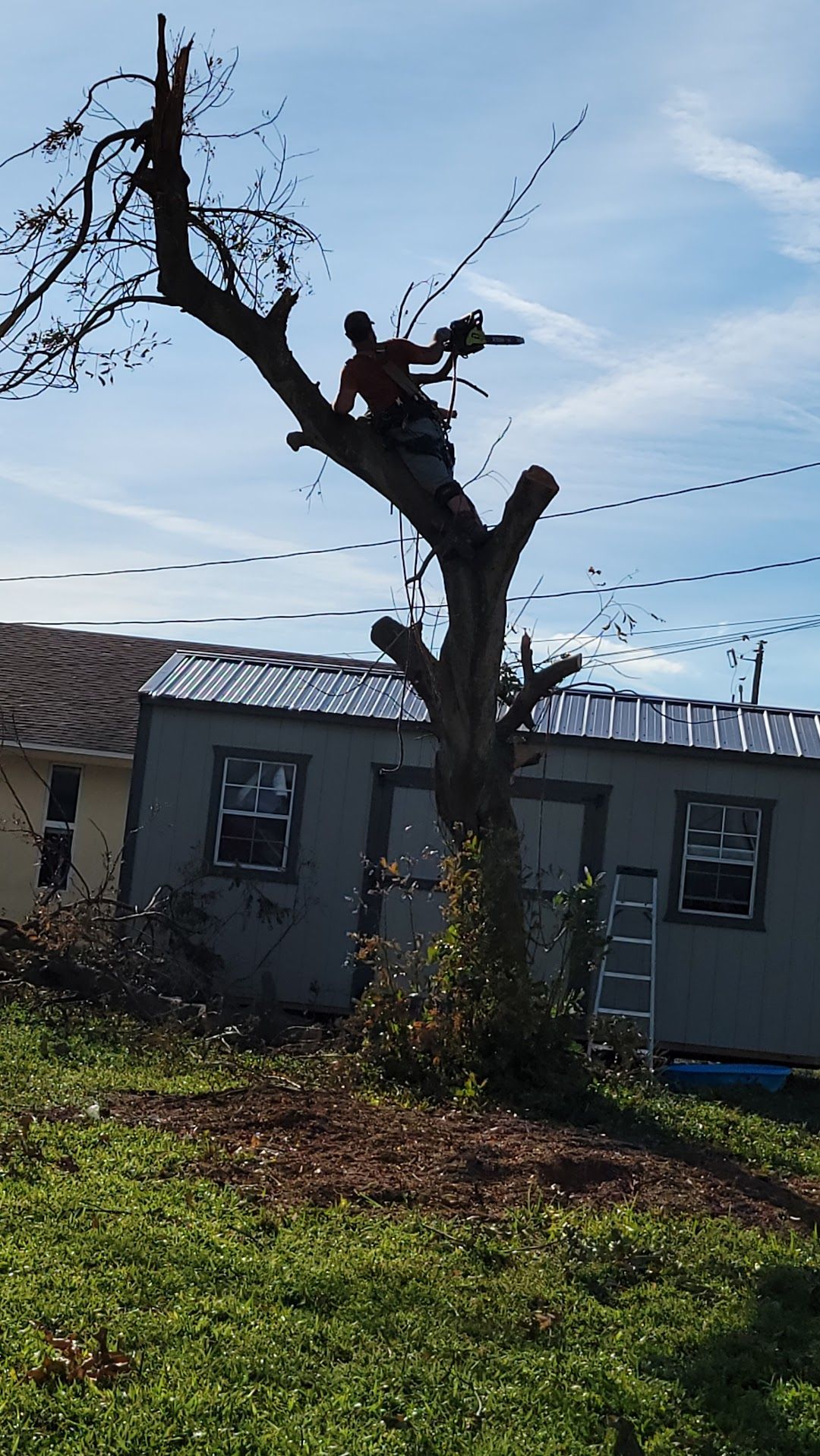 A man is cutting a tree with a chainsaw in front of a house.