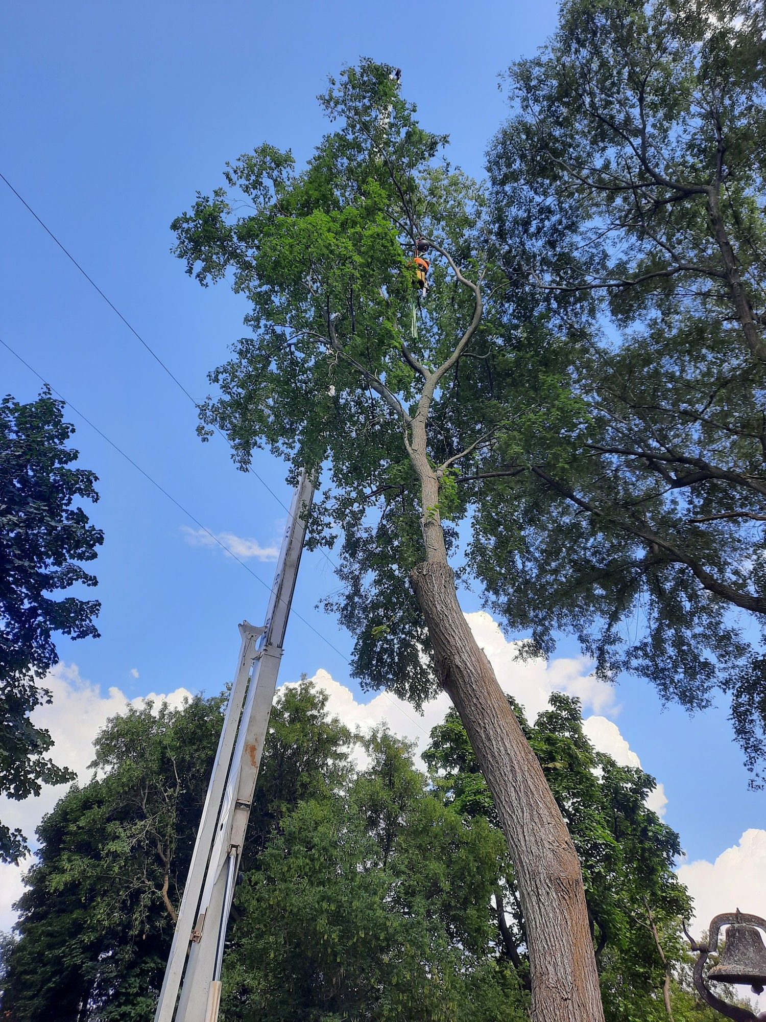 A man is climbing a tree with a ladder.