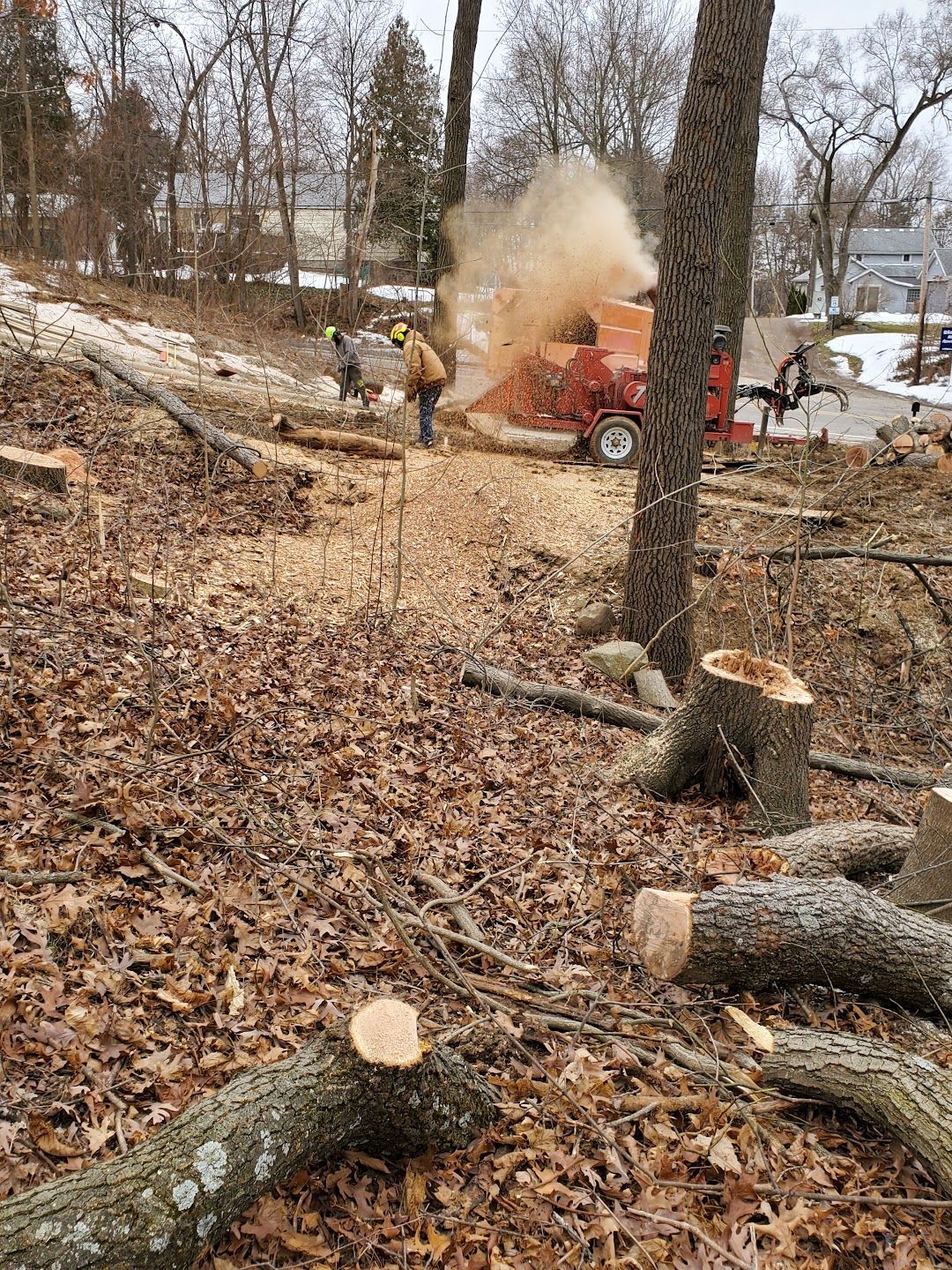 A man is cutting a tree in the woods with a chainsaw.