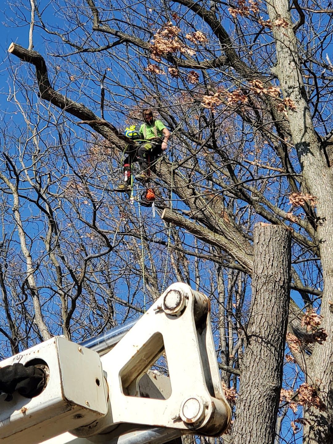 A man is sitting on top of a tree with a chainsaw.