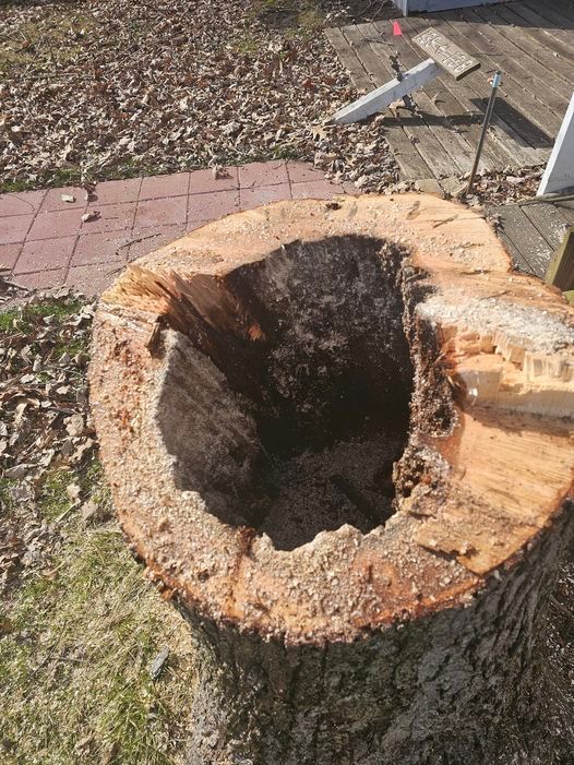 A tree stump with a hole in it is being cut down.