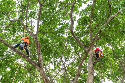 Two tree climbers in harnesses working in a large tree with lush green leaves.