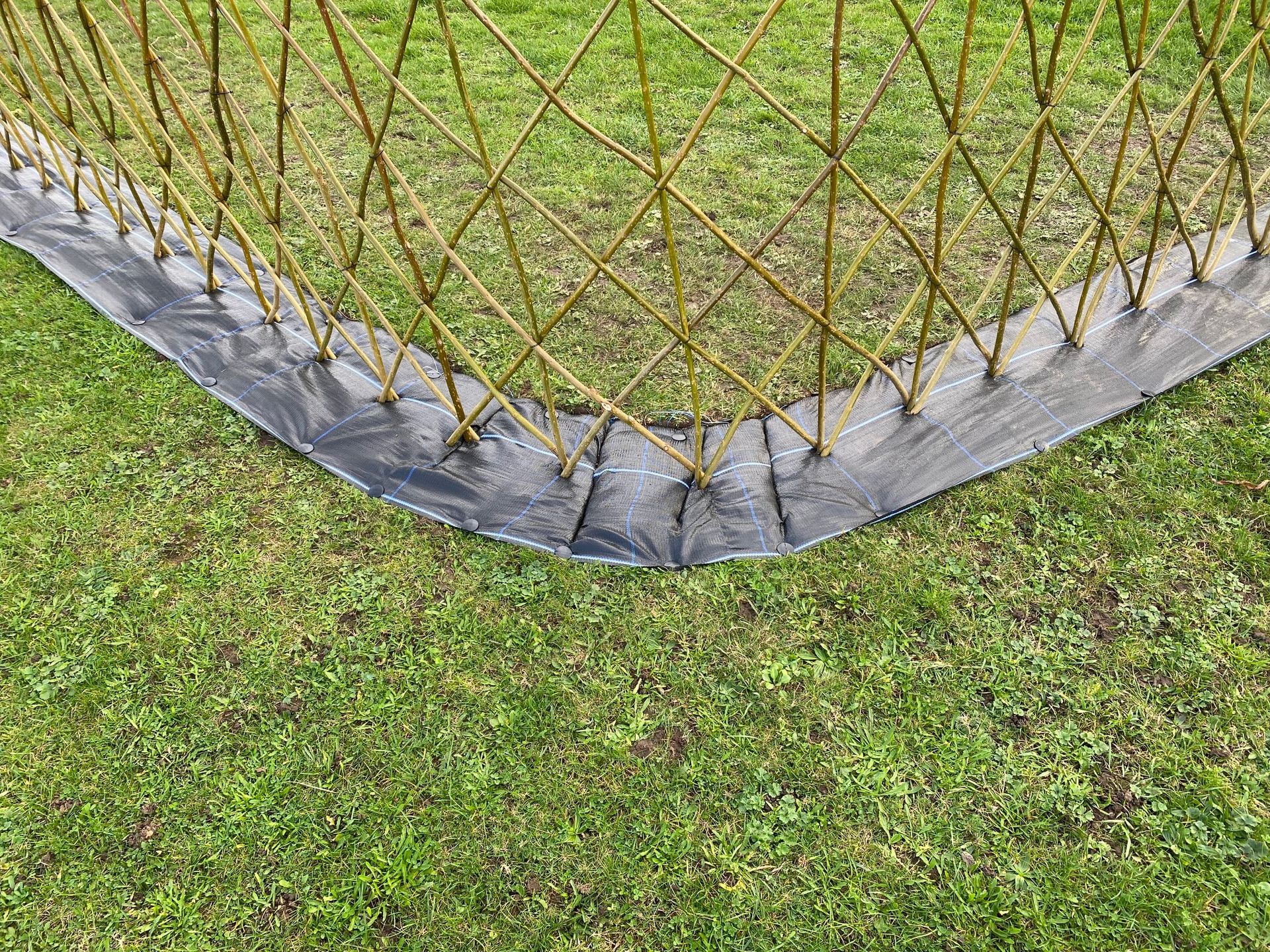 Newly Planted Fedge Newly Planted Willow Fedge Curved