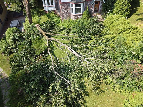Fallen tree branch across a lawn and garden, near a house. Green foliage dominates.