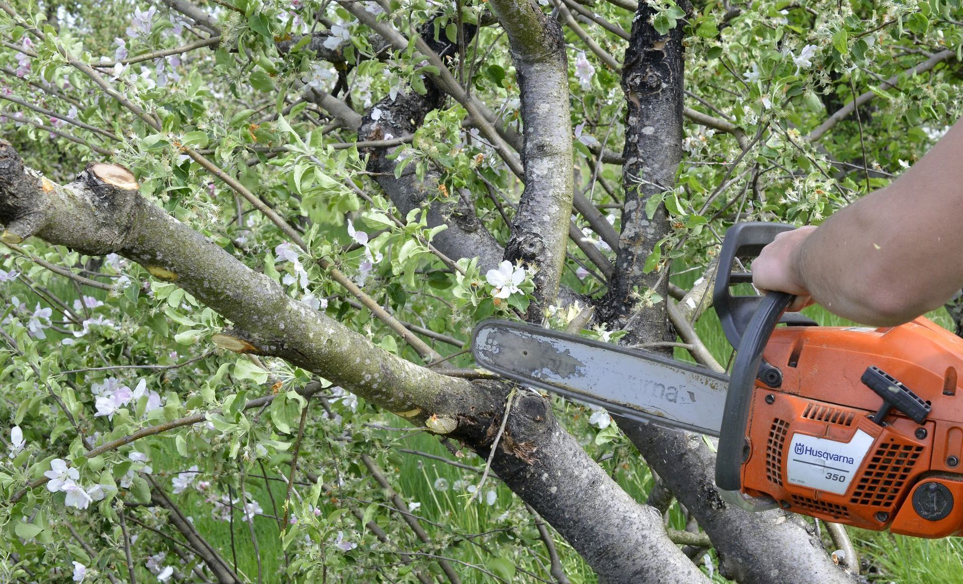 A person is cutting a tree branch with a chainsaw.