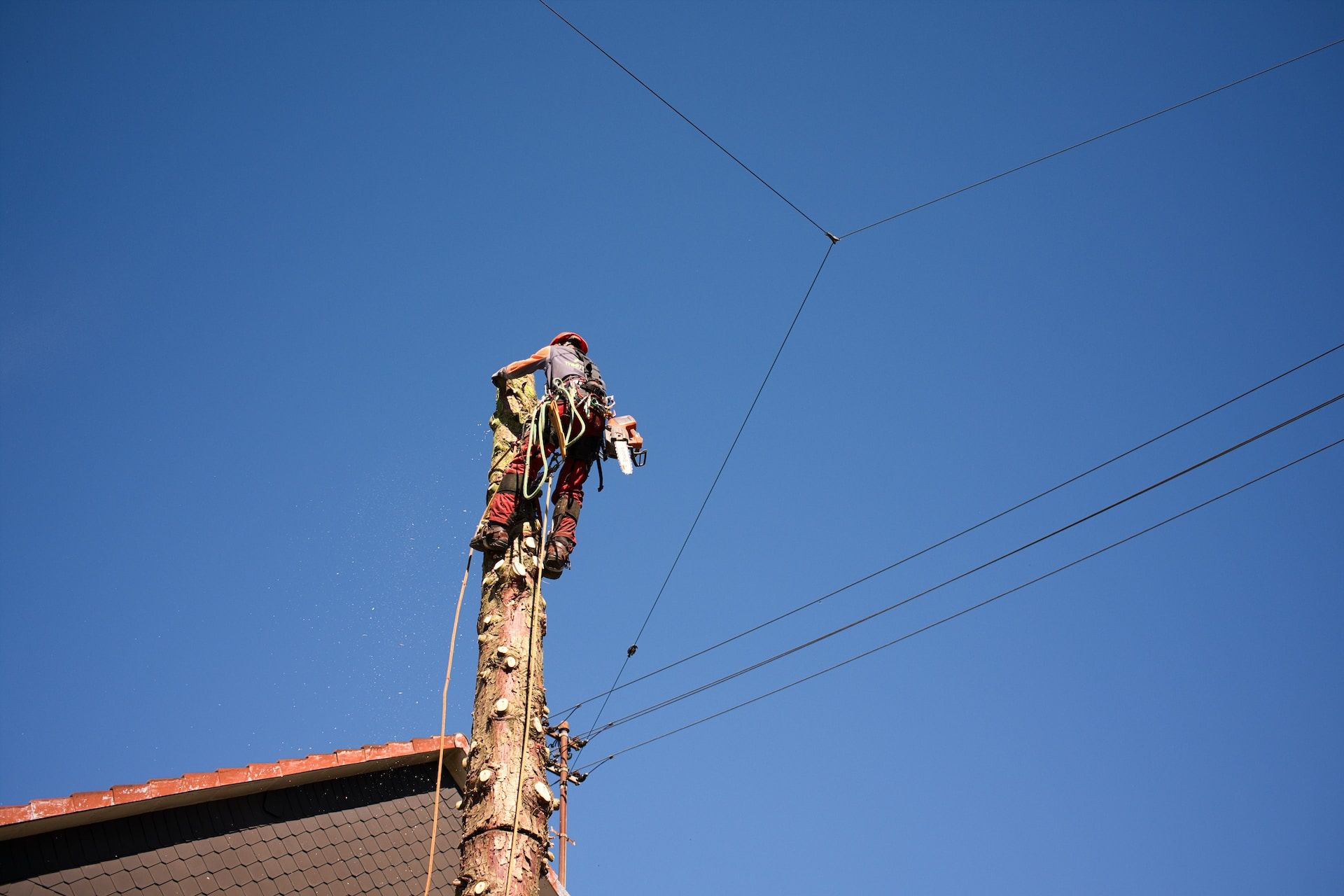 A man is standing on top of a tree stump next to power lines.
