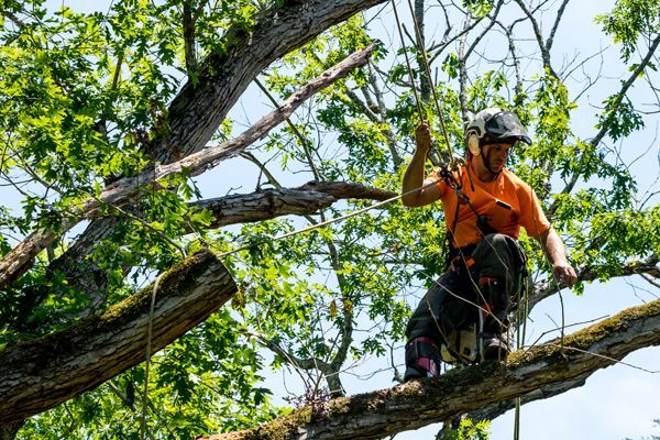 A man is sitting on a tree branch with a chainsaw.