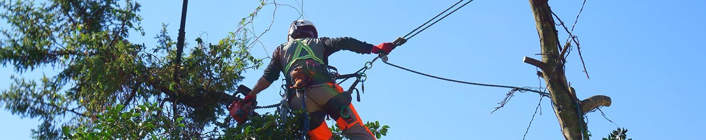 Tree trimmer in safety gear pruning branches high in a tree against a blue sky