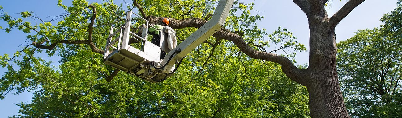 A worker in an elevated bucket lift trims tree branches outdoors against a blue sky.