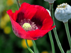 poppy