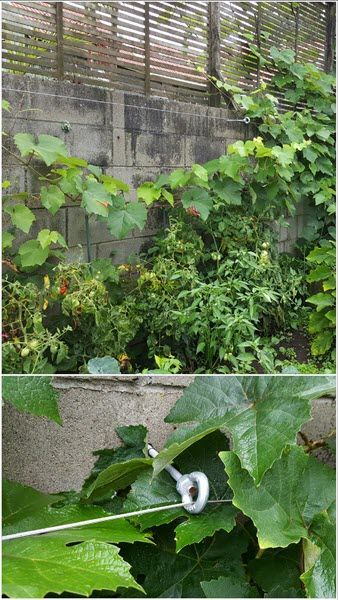 Vines climbing a stone wall by a fence, with a white flower blooming among green leaves.
