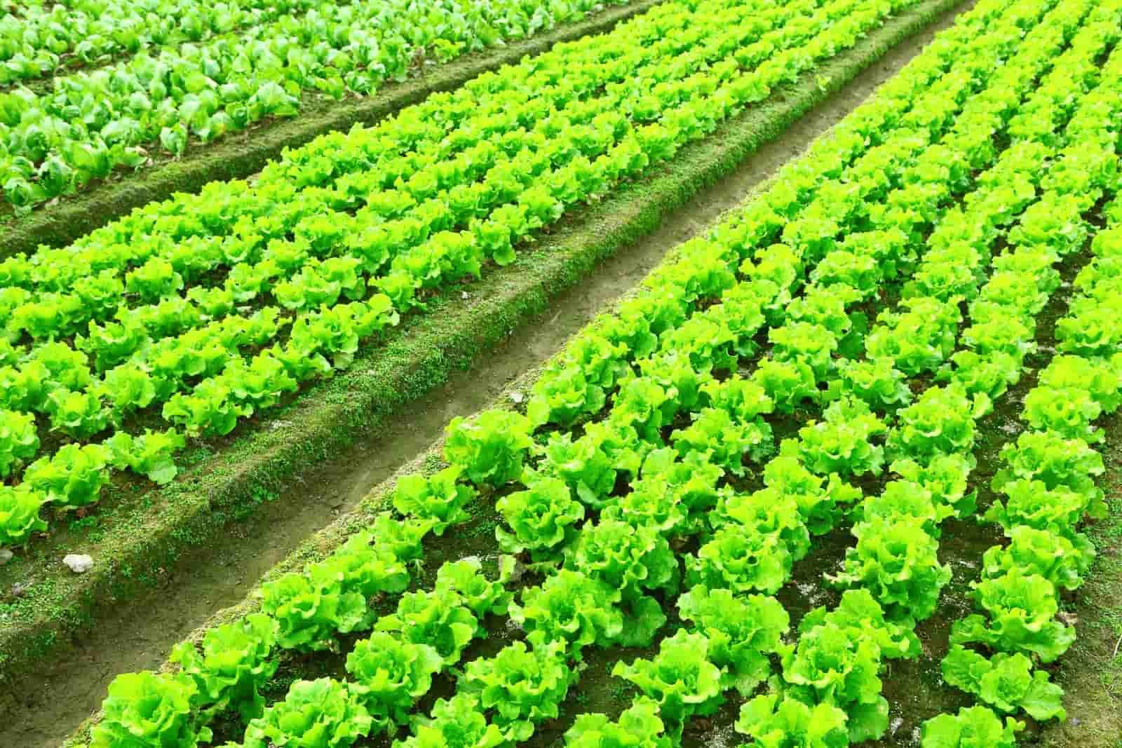 lettuce plant in field