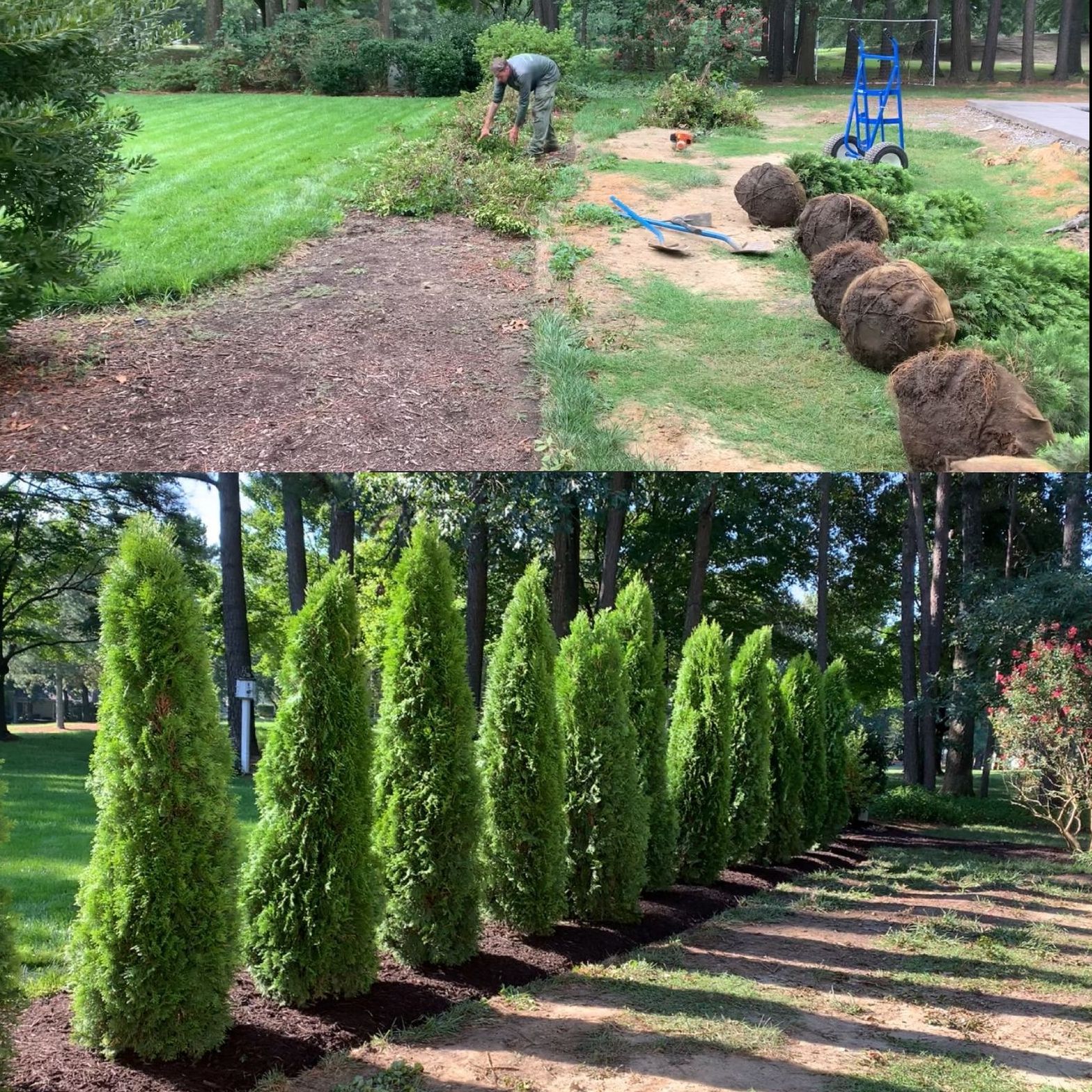 Professionally Installed Plants