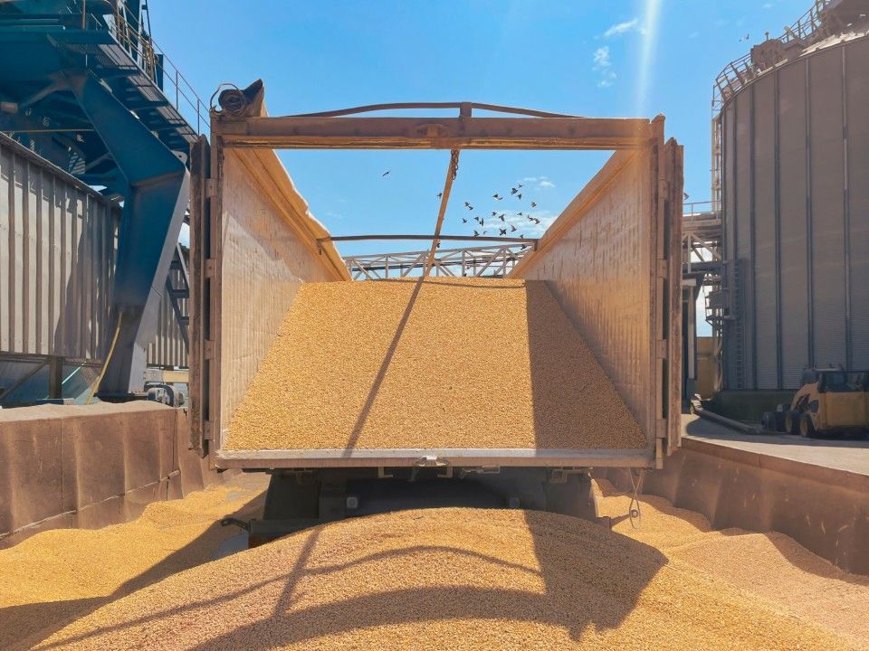 Grains loading - image