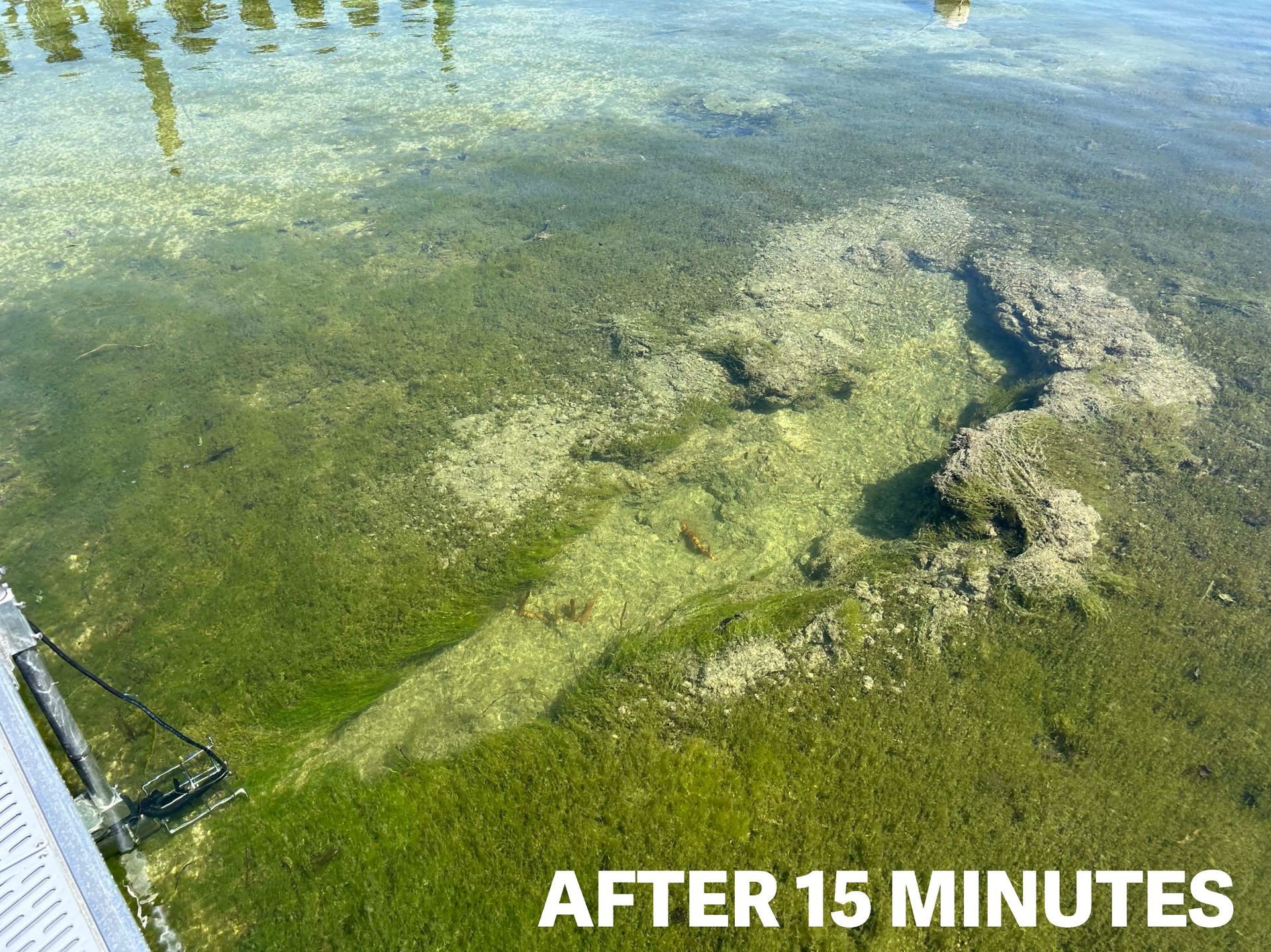 Algae and aquatic weed growth along a shallow shoreline with visible sediment buildup.