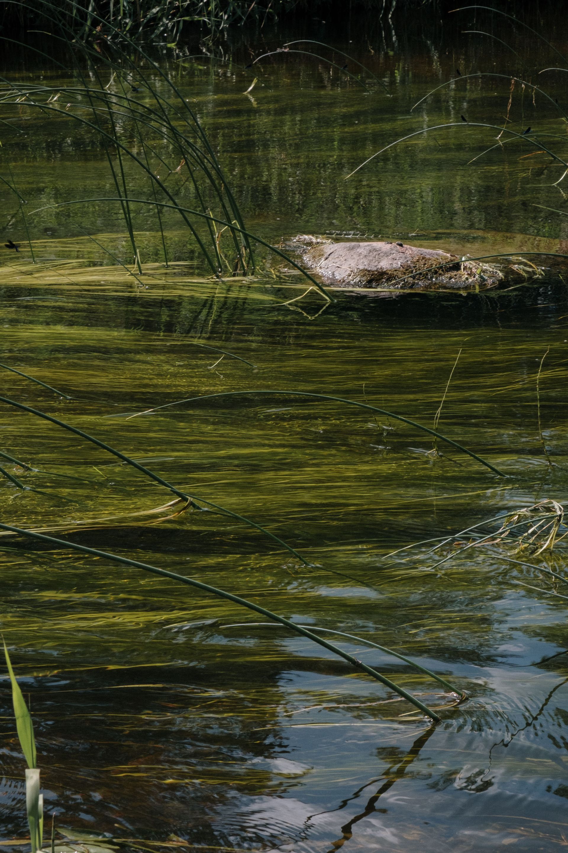 greenish water with weeds and muck among reeds, with ripples and reflections.