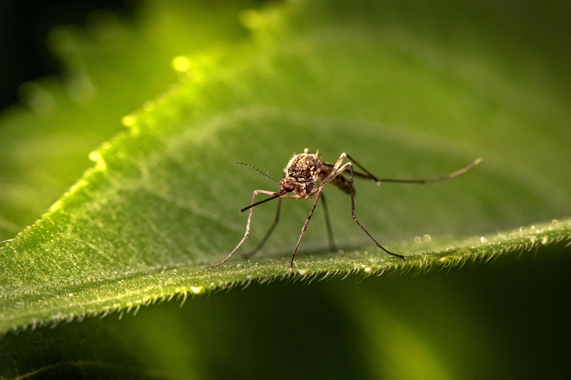 Mosquito perched on a green leaf against a blurred green background