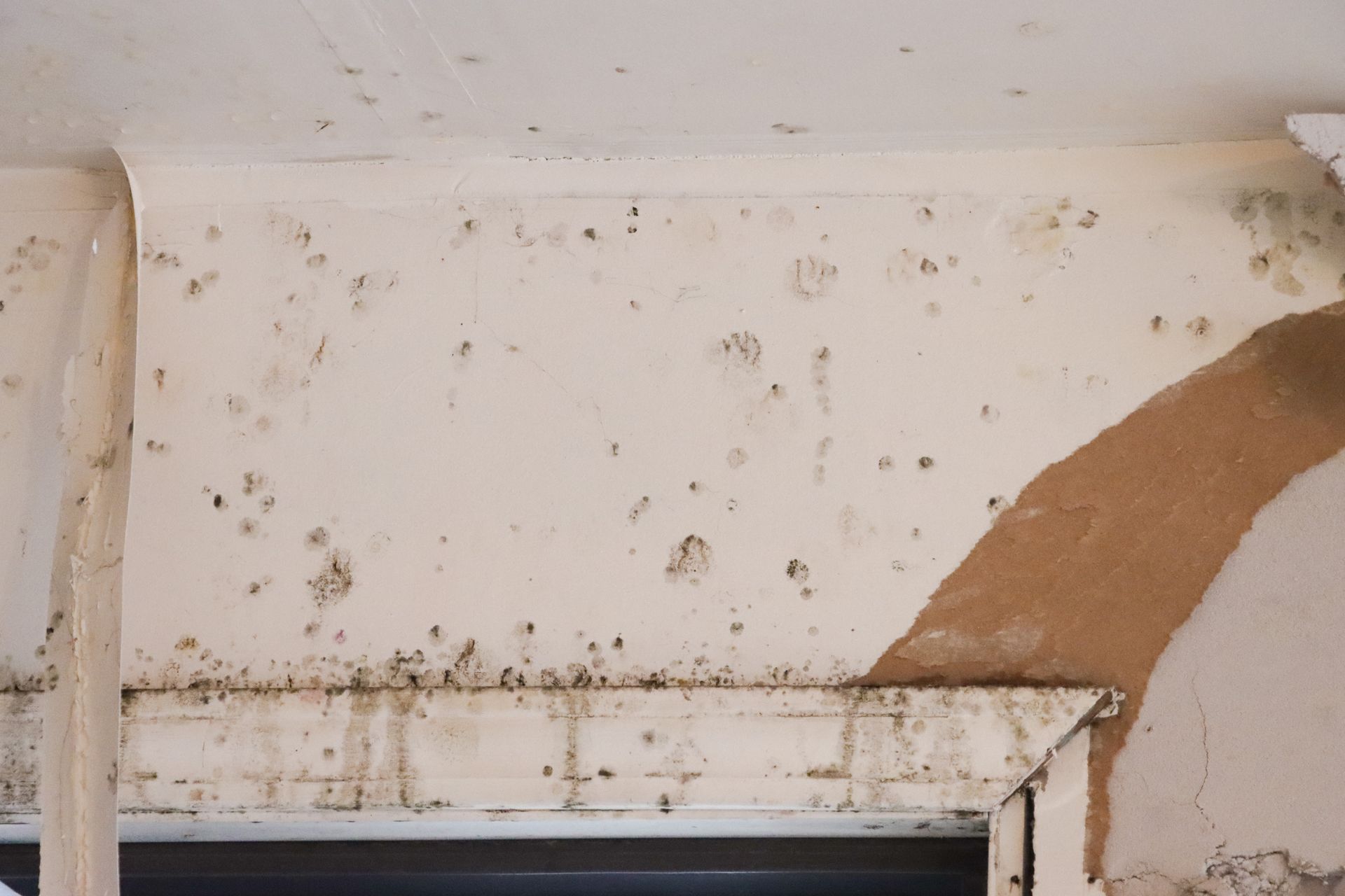 A wall with a lot of mold on it and a window.