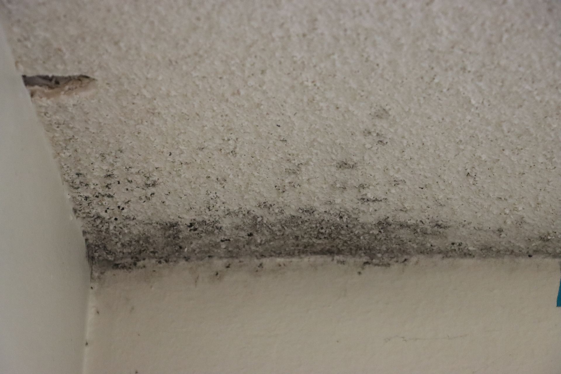 A close up of a ceiling with black mold growing on it.