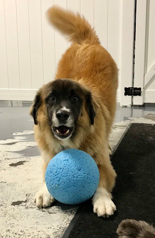 happy doggie daycare gallery