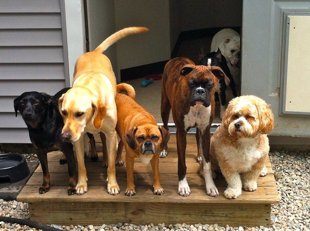 dog at daycare gallery