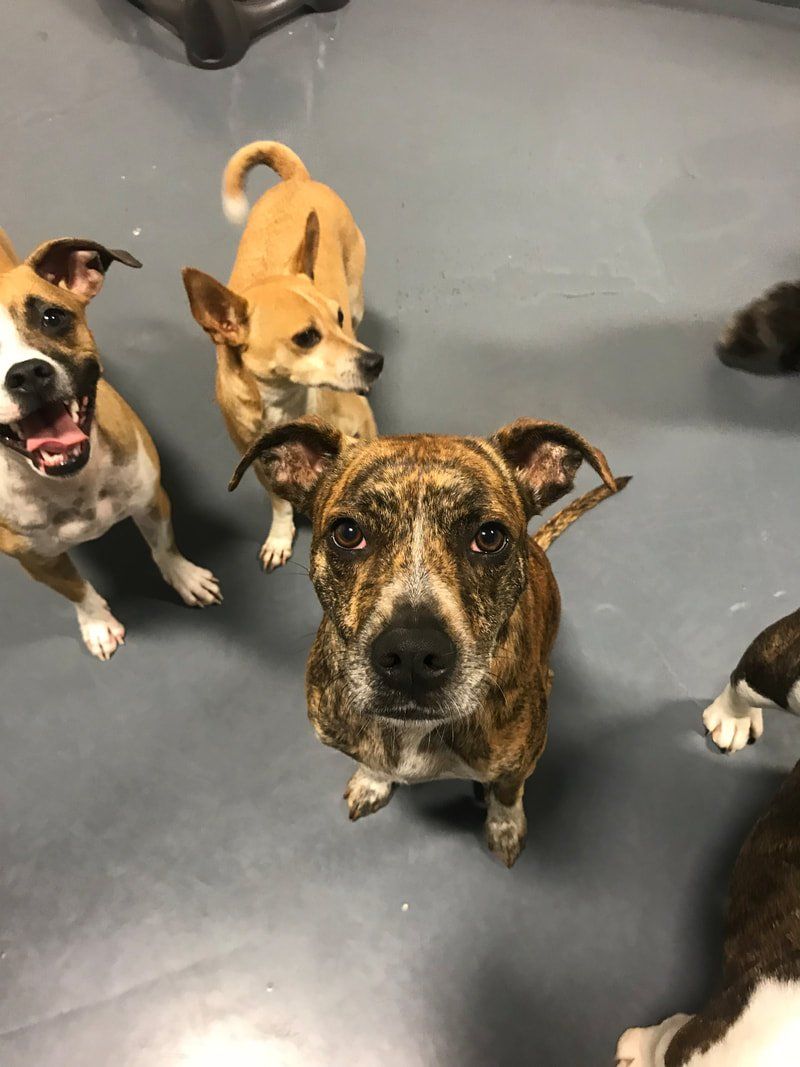 daycare gallery