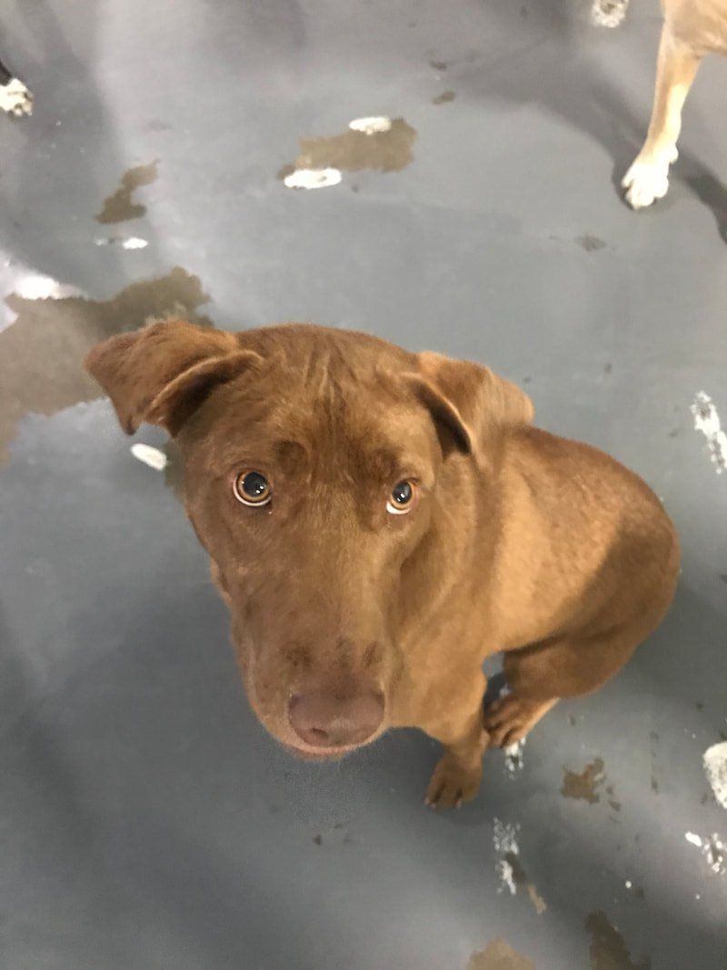 doggie daycare gallery