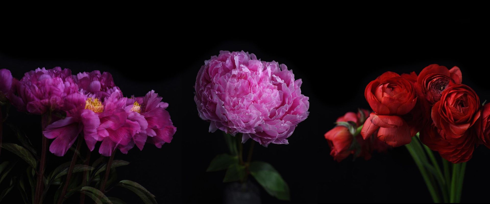 Three bouquets of pink, purple, and red flowers against a black background