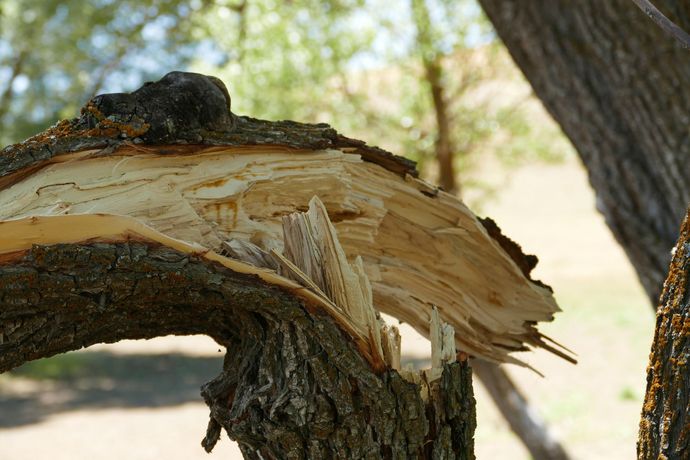 Broken tree trunk with peeling bark and splintered wood in a sunlit wooded area Broken tree trunk with peeling bark and splintered wood in a sunlit wooded area