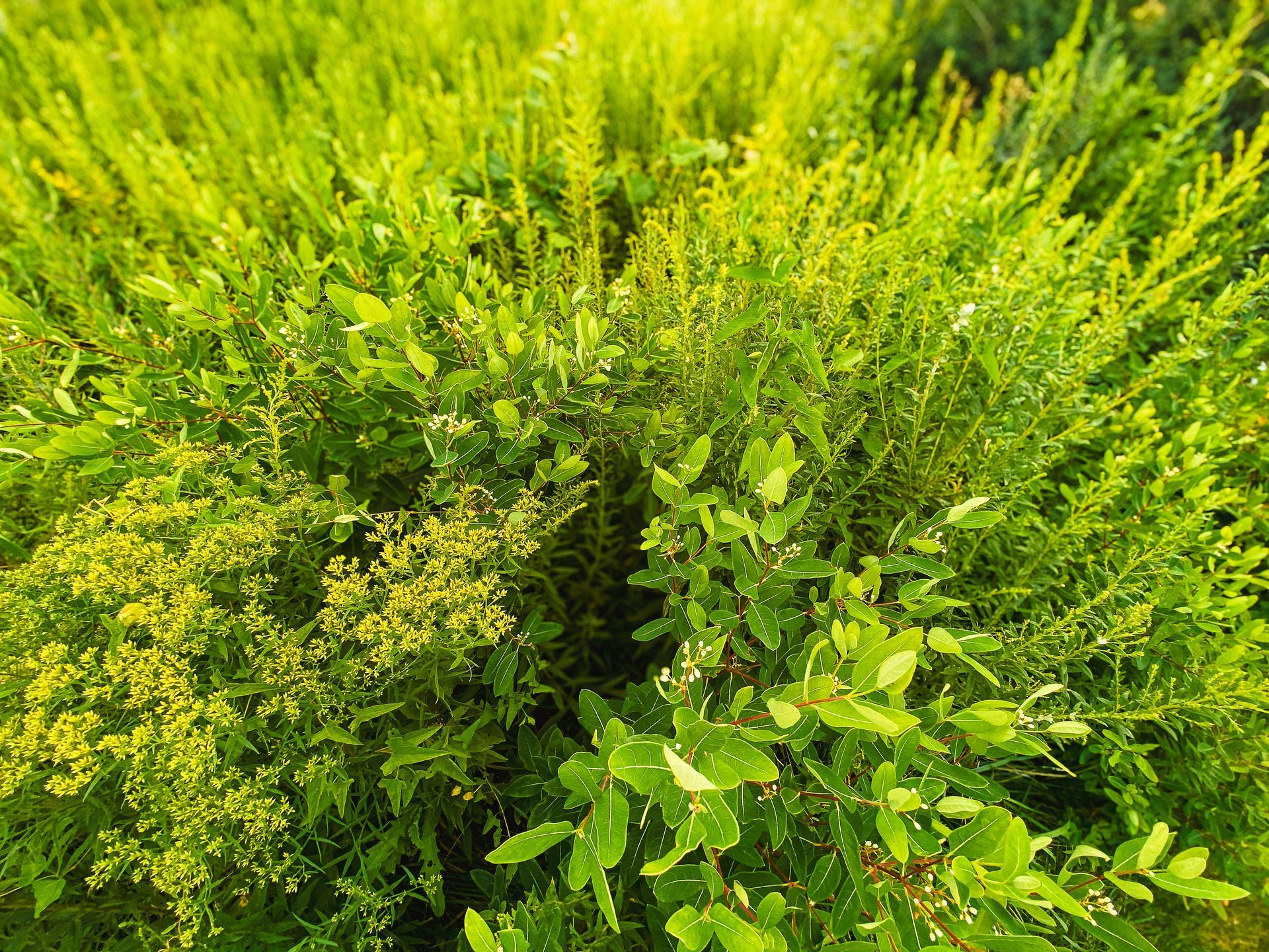 Dense green shrubbery with bright yellow-green leaves in sunlight Dense green shrubbery with bright yellow-green leaves in sunlight
