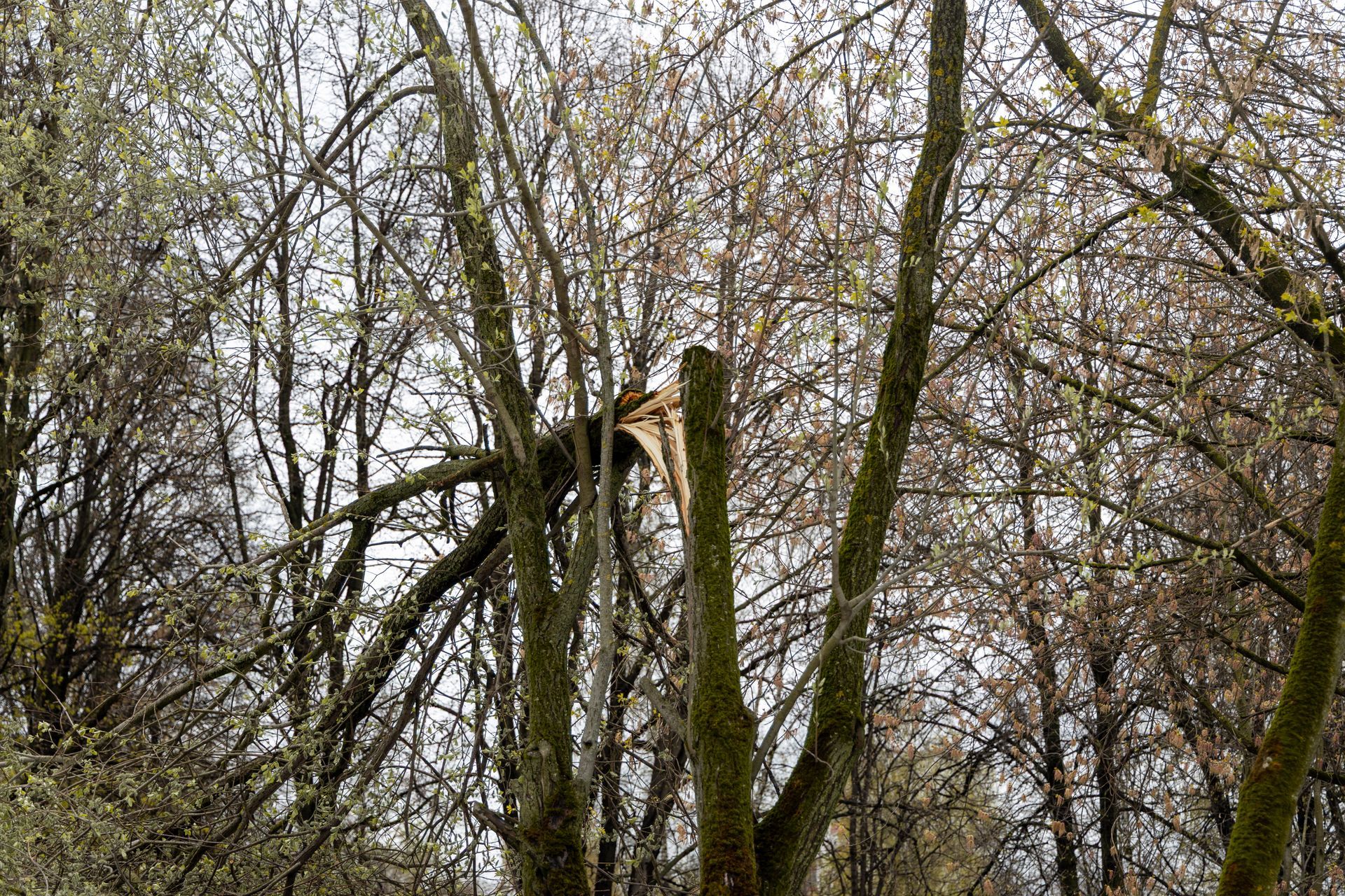 A large bird perched on a treetop among bare branches in a wooded area A large bird perched on a treetop among bare branches in a wooded area