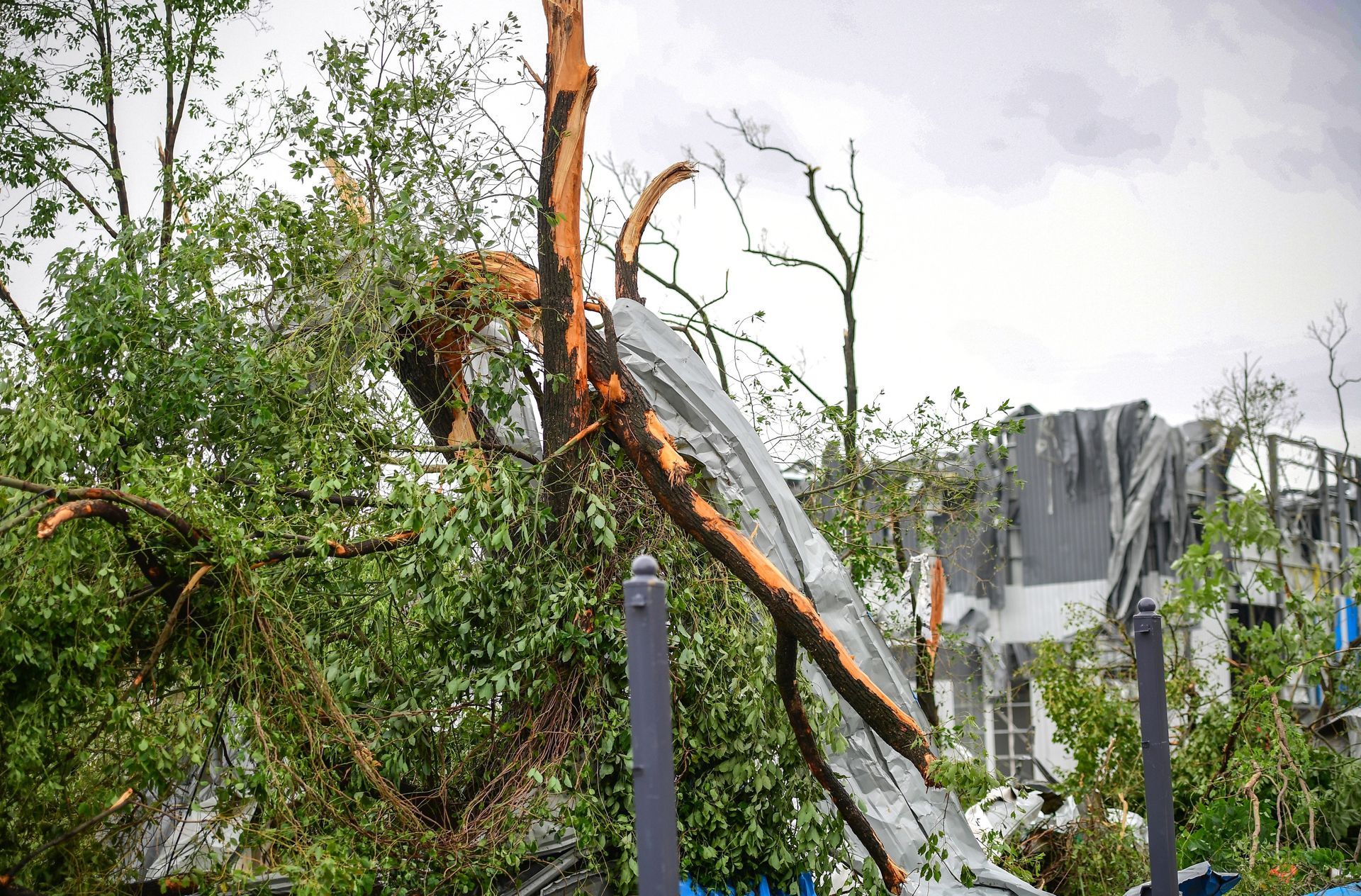 Storm-damaged trees and bent metal fencing in a debris-strewn yard after severe weather Storm-damaged trees and bent metal fencing in a debris-strewn yard after severe weather