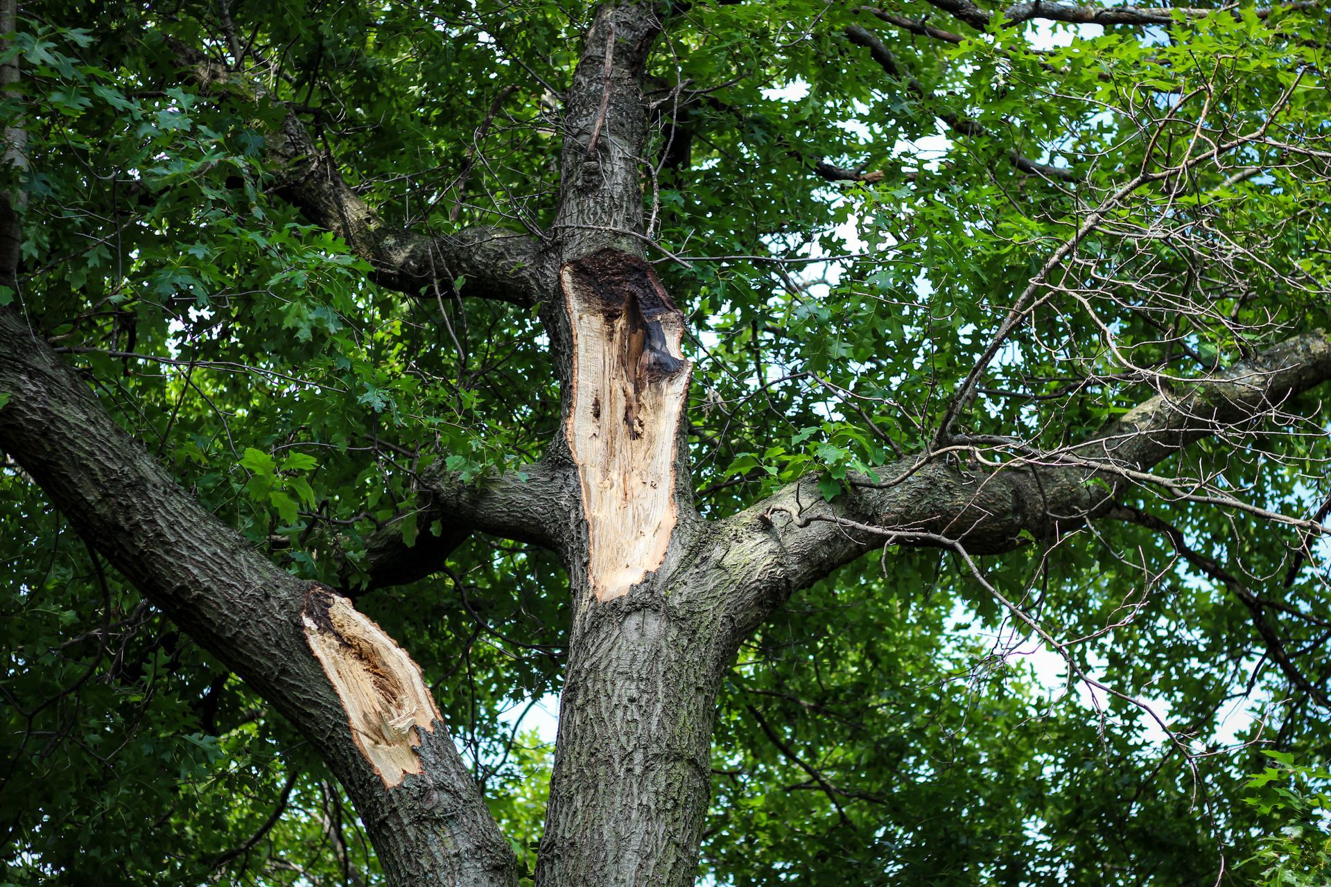 Damaged tree trunk with broken branches in a leafy green forest canopy Damaged tree trunk with broken branches in a leafy green forest canopy