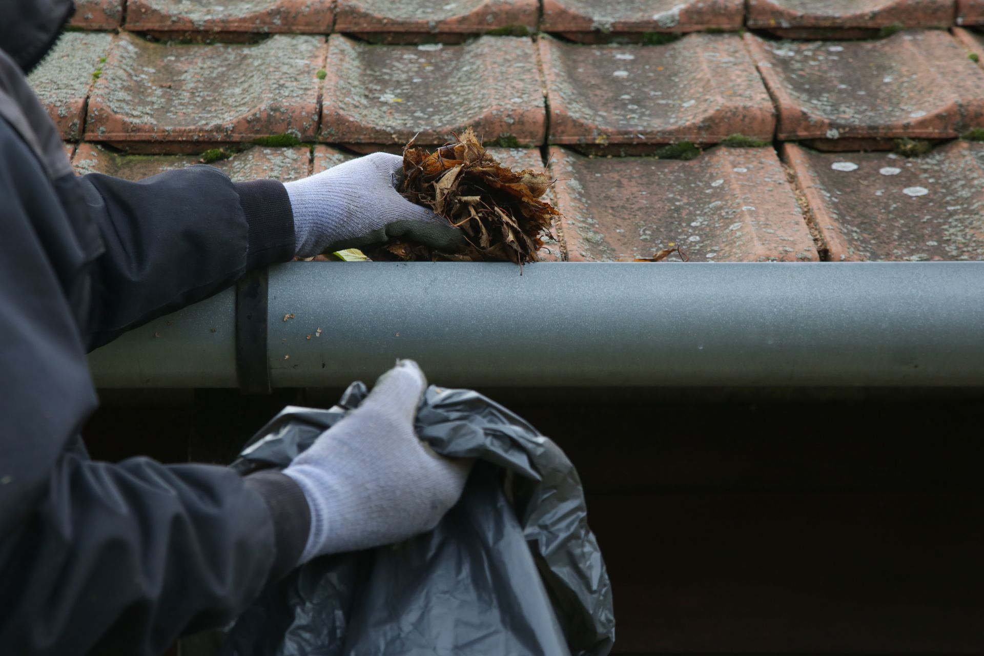 Gloved hands clearing leaves from a gutter on a tiled roof using a trash bag Gloved hands clearing leaves from a gutter on a tiled roof using a trash bag