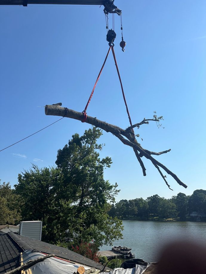 Tree branch being lifted by a crane over a river on a sunny day Tree branch being lifted by a crane over a river on a sunny day