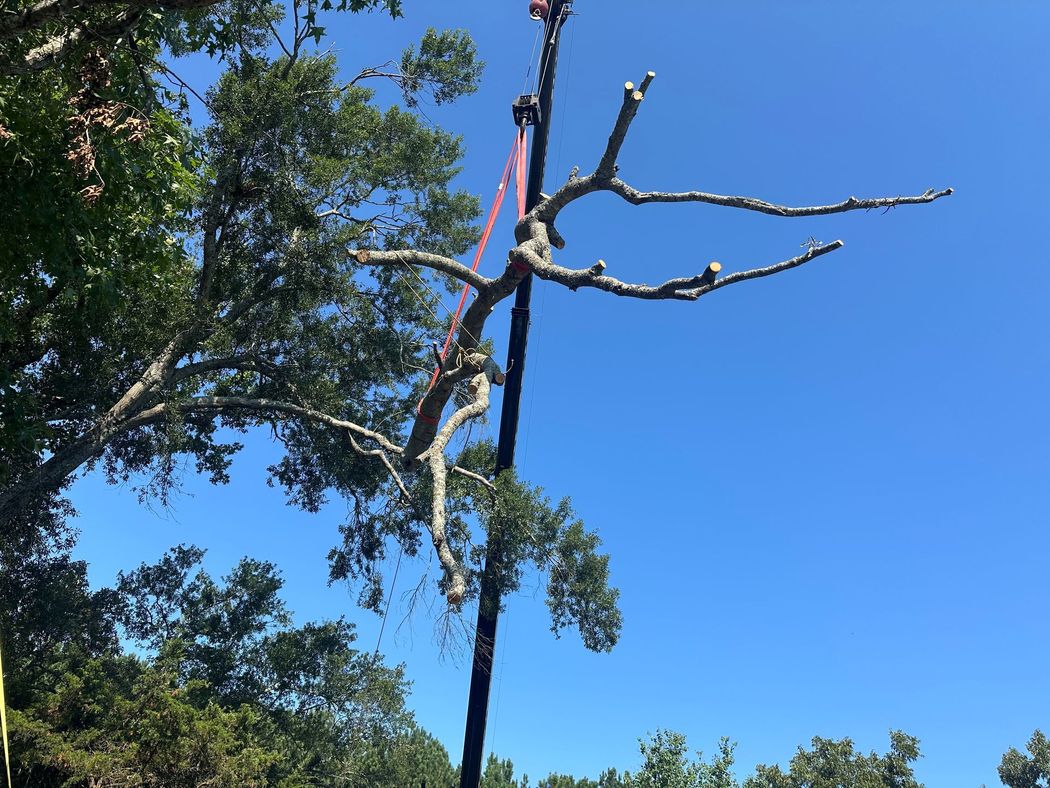 A leafless tree trunk with broken branches against a bright blue sky, surrounded by green foliage. A leafless tree trunk with broken branches against a bright blue sky, surrounded by green foliage.