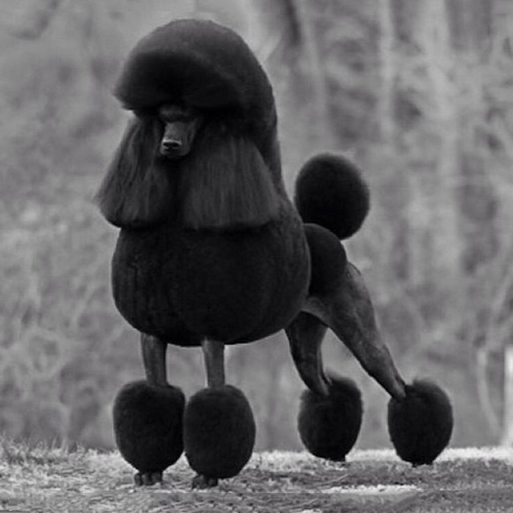 poodle en venta