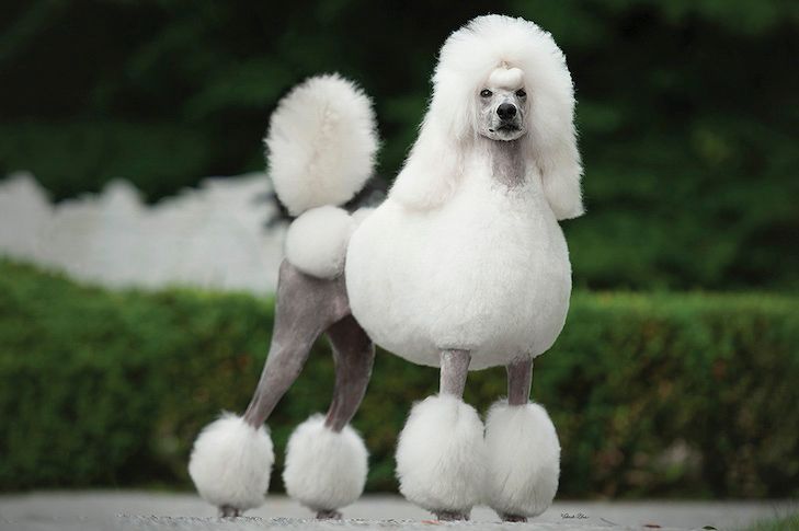 poodle en venta