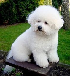 poodle en venta