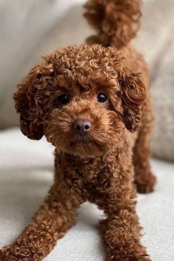 poodle miniatura en venta