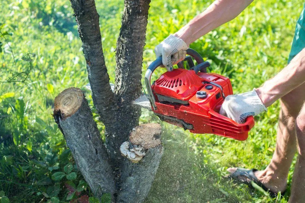 Best Emergency Tree Services | East Coast Tree Fellers | Taunton, MA ...