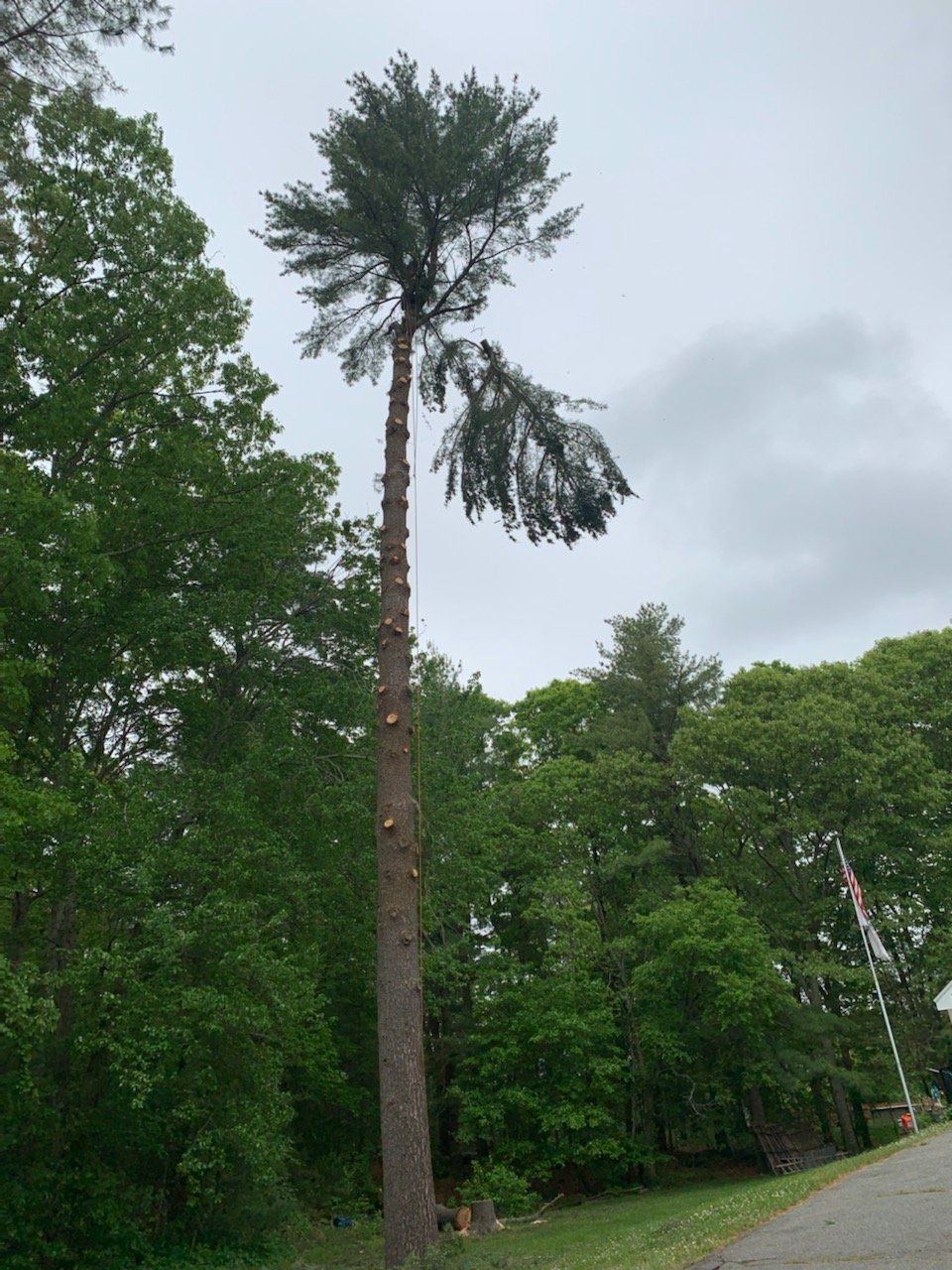 dead tree ma